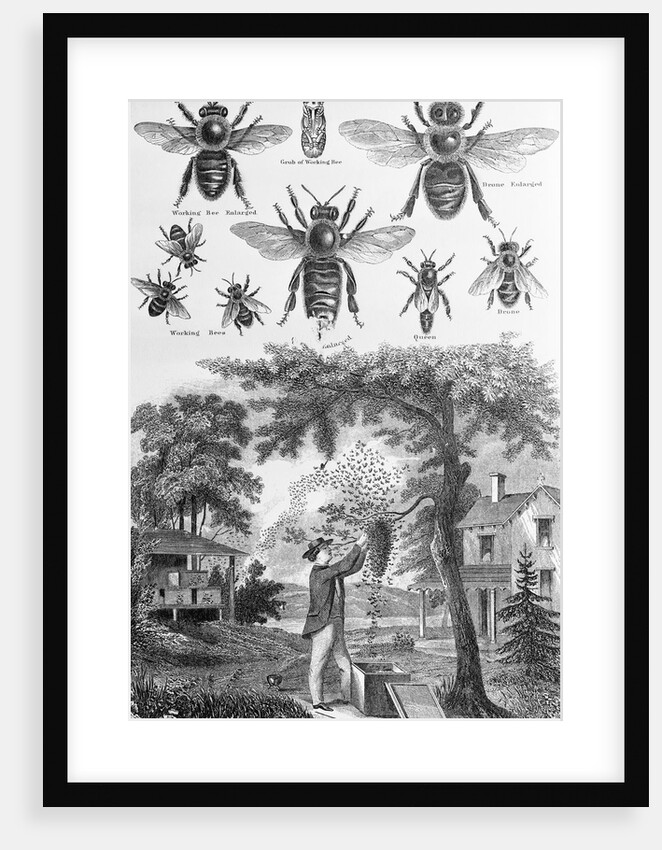 Illustration of Bees at Beekeeper at Work by Anonymous