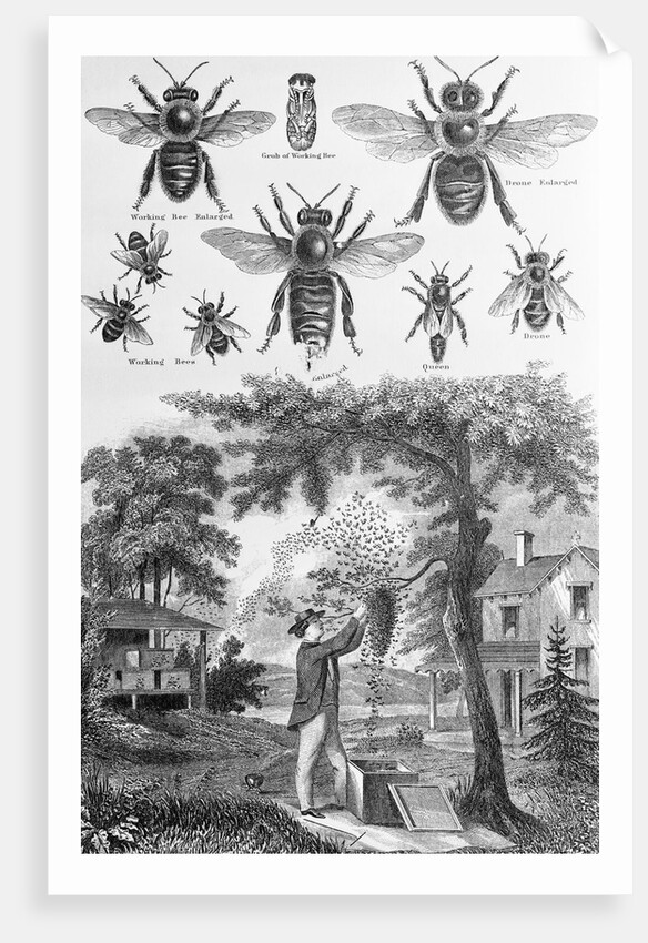 Illustration of Bees at Beekeeper at Work by Anonymous