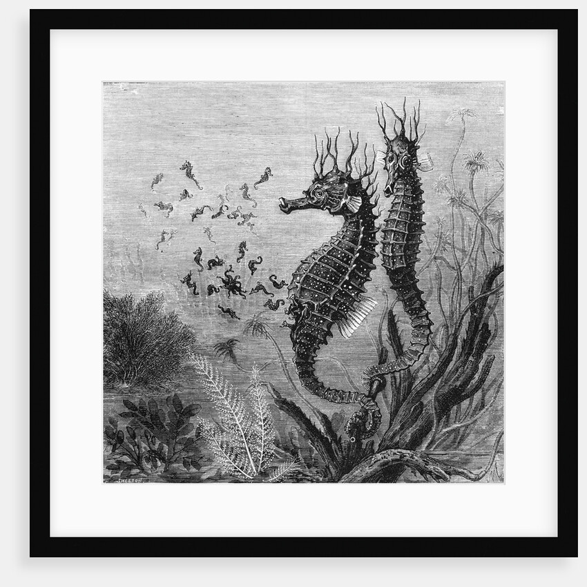 Illustration Depicting Seahorse Giving Birth by Anonymous