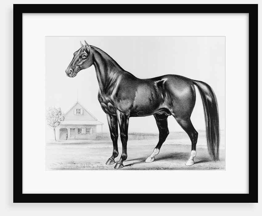 Rysdyk's Hambletonian by Anonymous