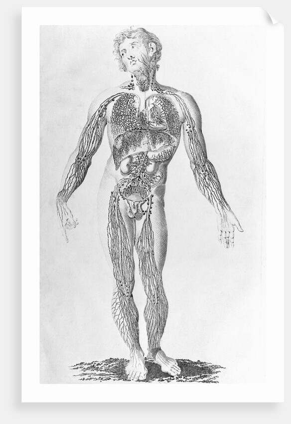 Diagram Depicting Blood Vessel Distribution by Anonymous