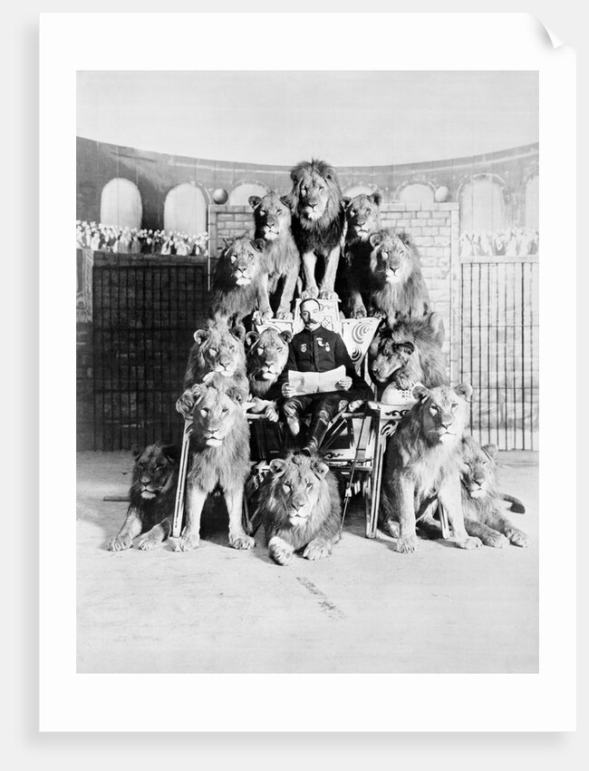 Animal Trainer Posing with Lions by Anonymous