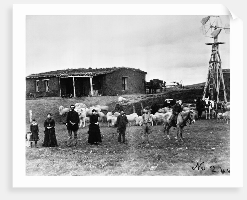 Sheep Farm in American West by Anonymous