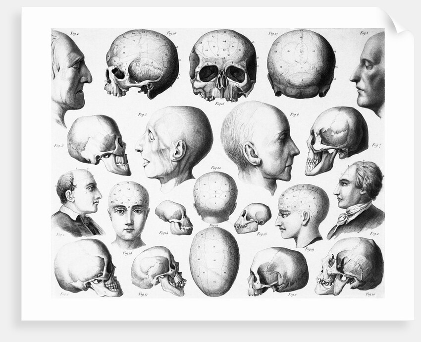 Various Skull Forms by Anonymous