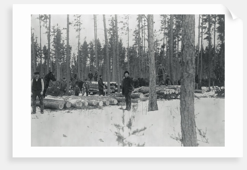 Loggers Removing Large Tree from Forest by Anonymous
