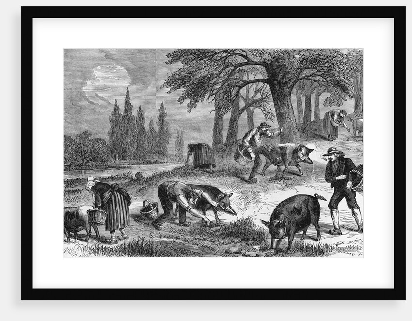 Truffle-Gathering in France by Anonymous