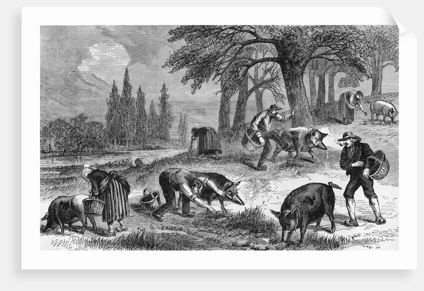 Truffle-Gathering in France by Anonymous