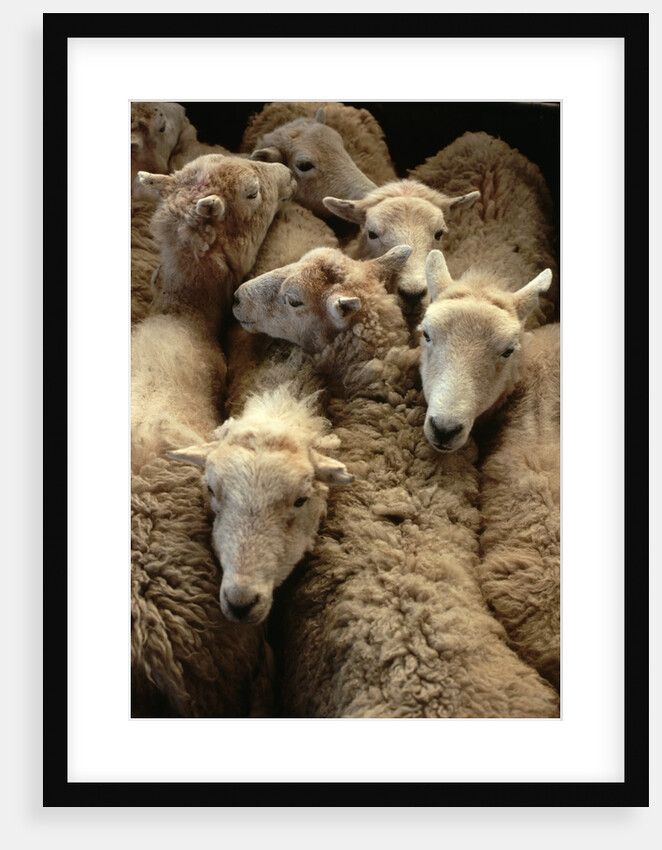 Sheep for Sale at the Welshpool Sheep Auction by Anonymous