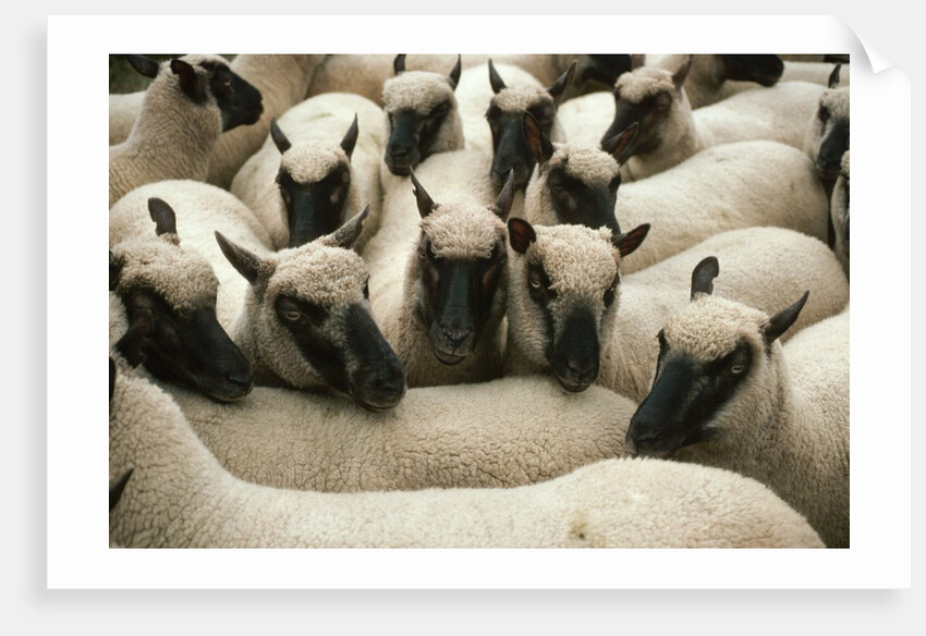 Animals at Findon Sheep Fair by Anonymous