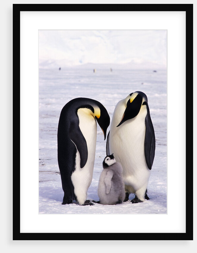 Emperor Penguins with Chick by Anonymous
