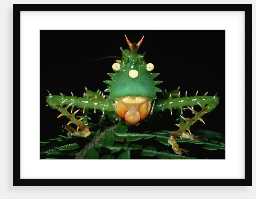 Copiphora in Amazon Rainforest by Anonymous