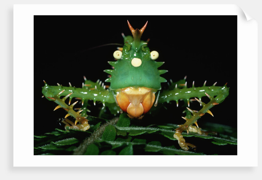 Copiphora in Amazon Rainforest by Anonymous