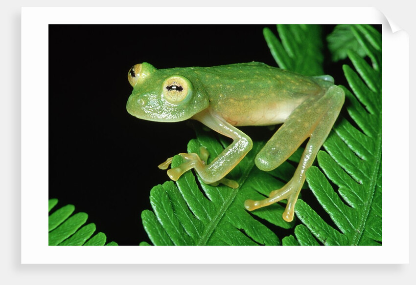 Glass Frog by Anonymous