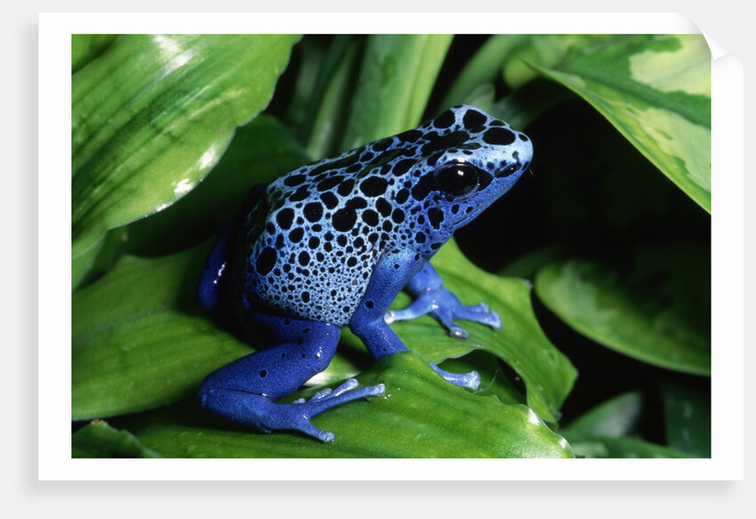 Blue-Poisondart Frog by Anonymous