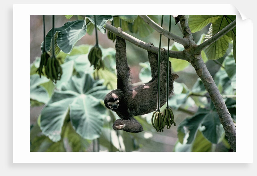 Female Brown-Throated Three-Toed Tree Sloth by Anonymous
