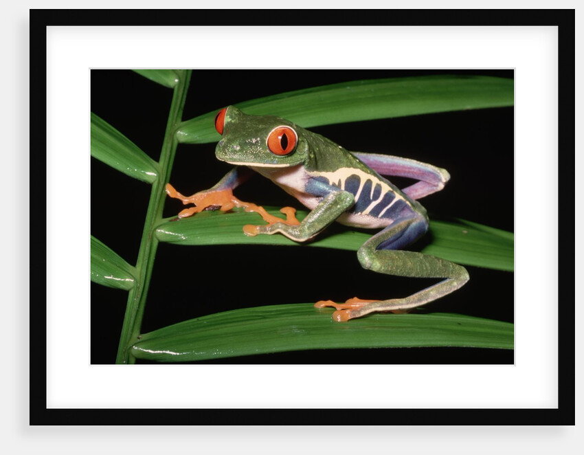 Red-Eyed Leaf Frog by Anonymous