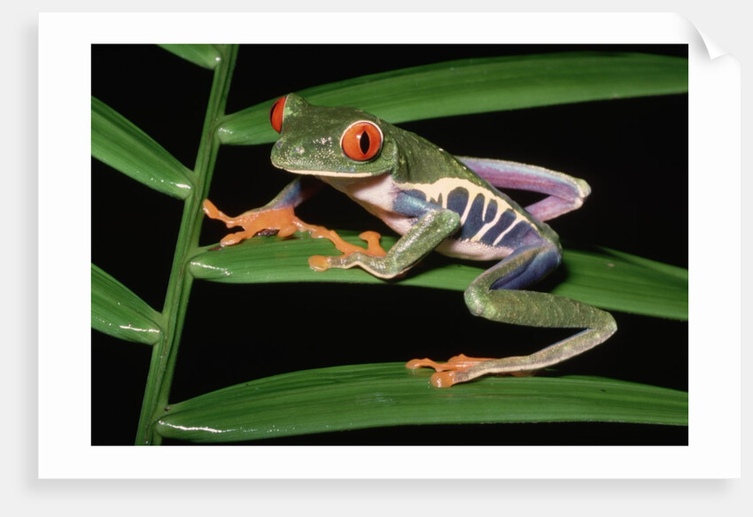 Red-Eyed Leaf Frog by Anonymous