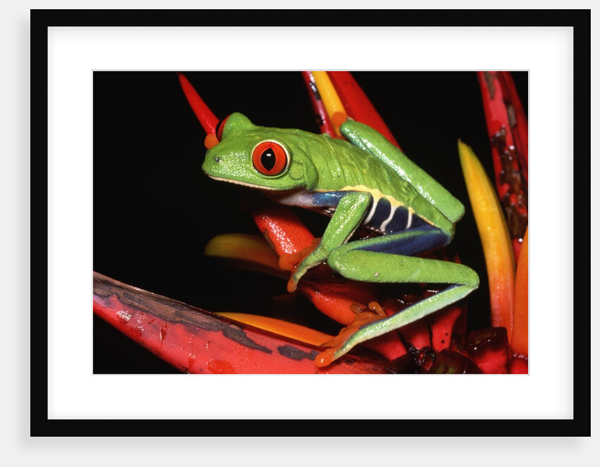Red-Eyed Leaf Frog by Anonymous