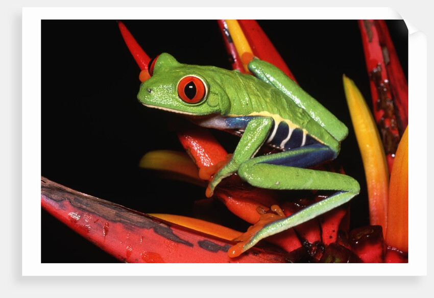 Red-Eyed Leaf Frog by Anonymous