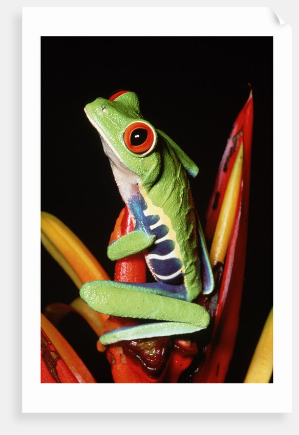 Red-Eyed Leaf Frog by Anonymous