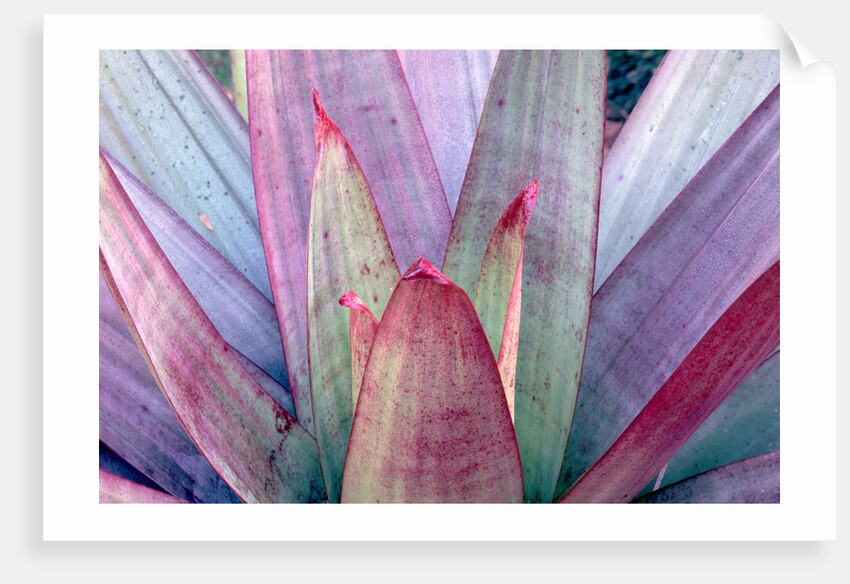 Tropical Bromeliad Leaves by Anonymous
