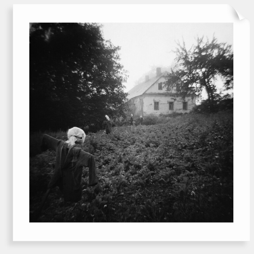 Scarecrows in a Small Vegetable Garden by Anonymous