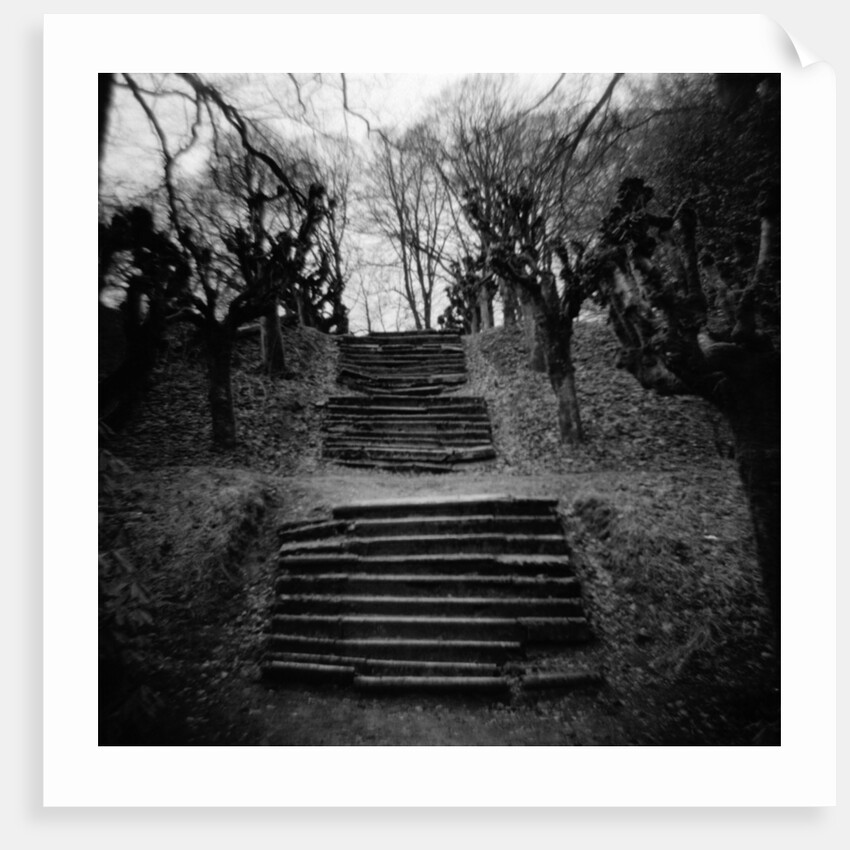 Run-Down Stairway Among Leafless Cherry Trees by Anonymous