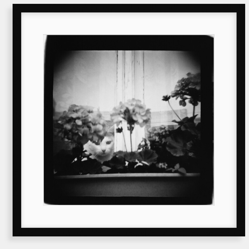 Cat in Window and Geraniums, Domesticity Annette Fournet by Anonymous