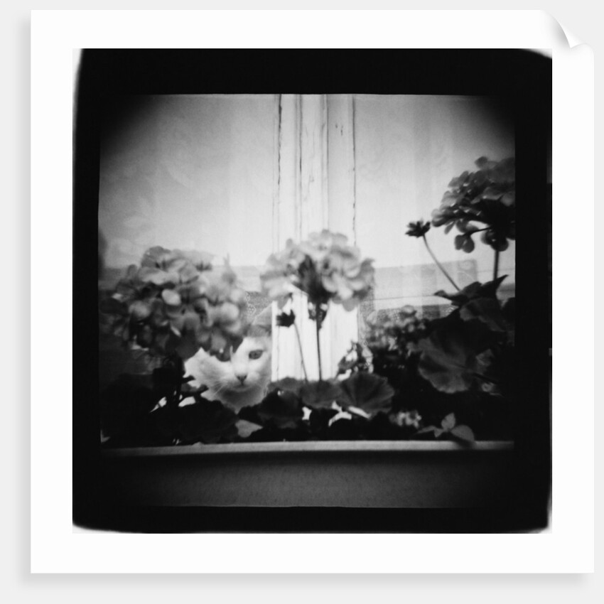 Cat in Window and Geraniums, Domesticity Annette Fournet by Anonymous