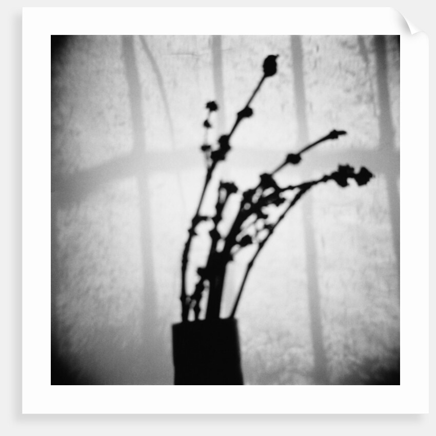 Japanese Shadow by Annette Fournet