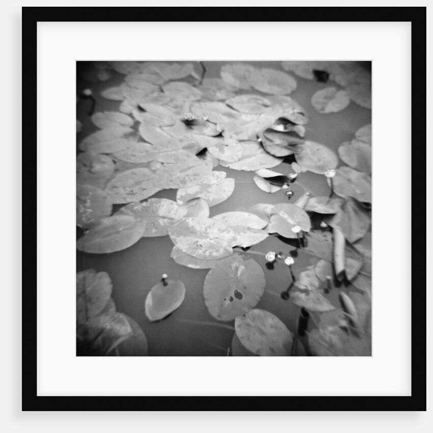 Lotus Blossoms on Pond by Annette Fournet