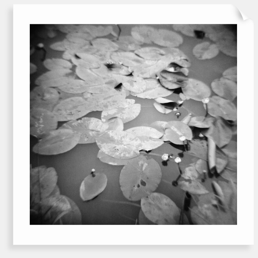 Lotus Blossoms on Pond by Annette Fournet