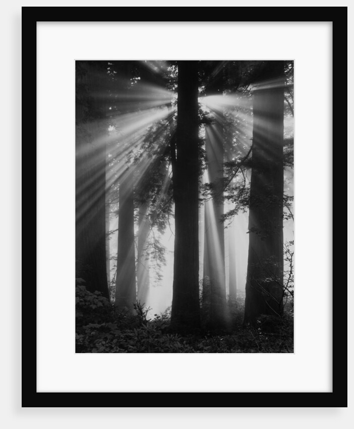 Sunshine in Redwood Forest by Anonymous