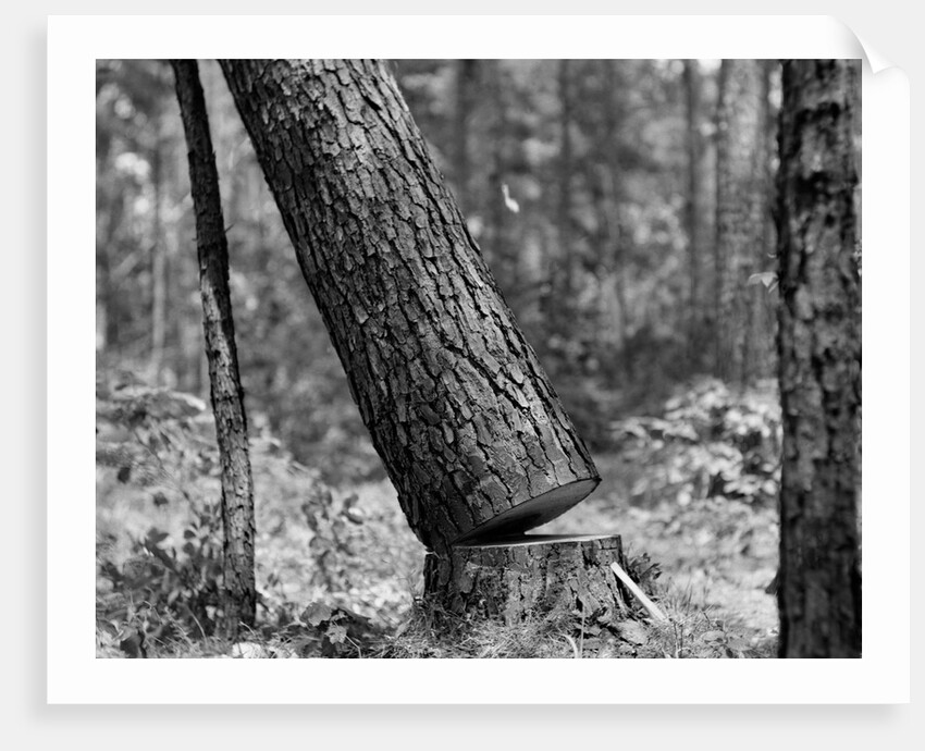 Falling Pine Tree by Anonymous