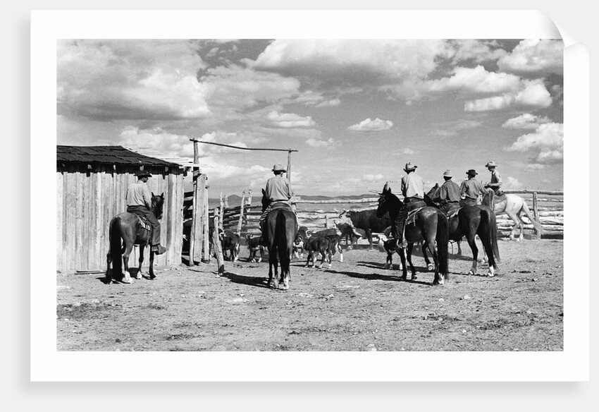 Moving Cattle Into Corral by Anonymous