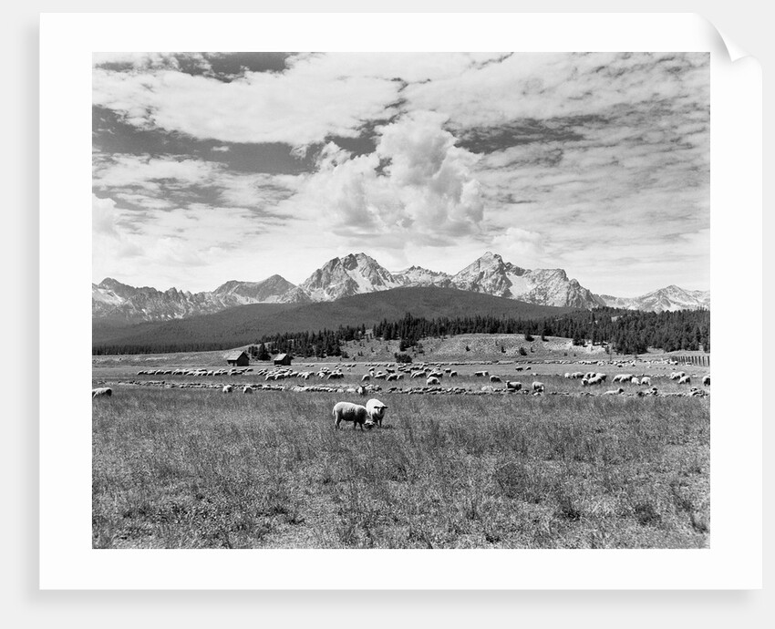 Sheep Grazing in Stanley Basin by Anonymous