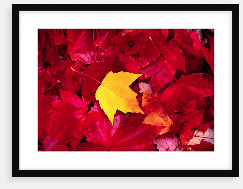 Yellow and Red Maple Leaves by Anonymous