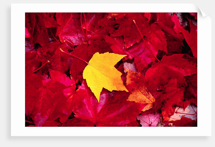 Yellow and Red Maple Leaves by Anonymous