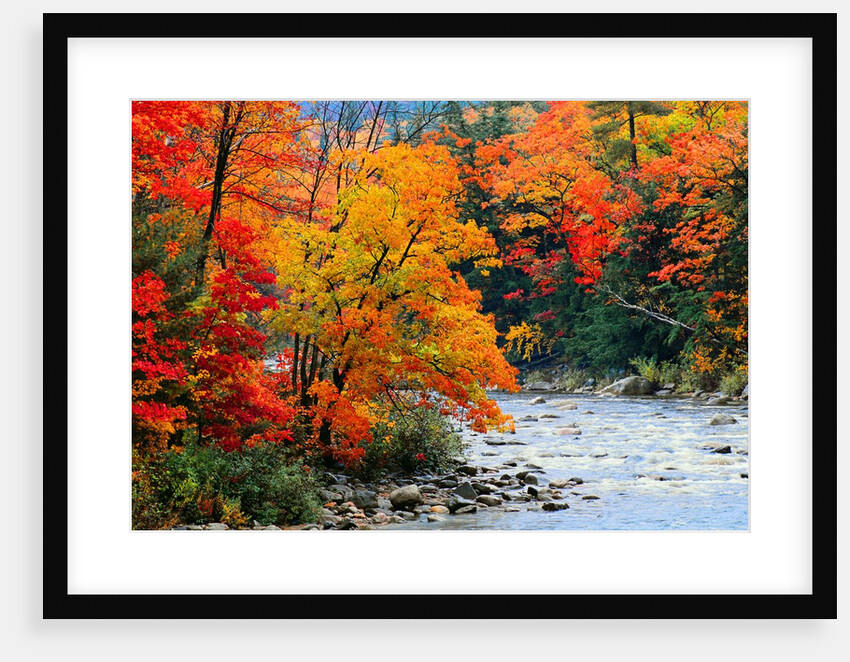 Stream in Autumn Woods by Anonymous