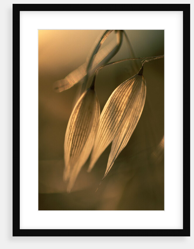 Sunlit Wild Oats by Anonymous
