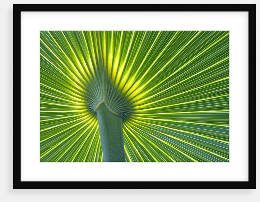 Palm Frond by Anonymous
