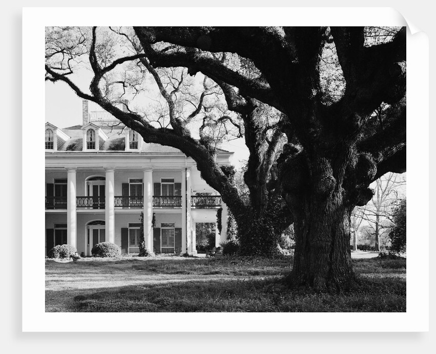 Large Oak Trees at Oak Alley by Anonymous