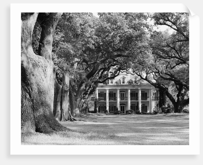 Oak-Lined Drive Approach to Oak Alley by Anonymous