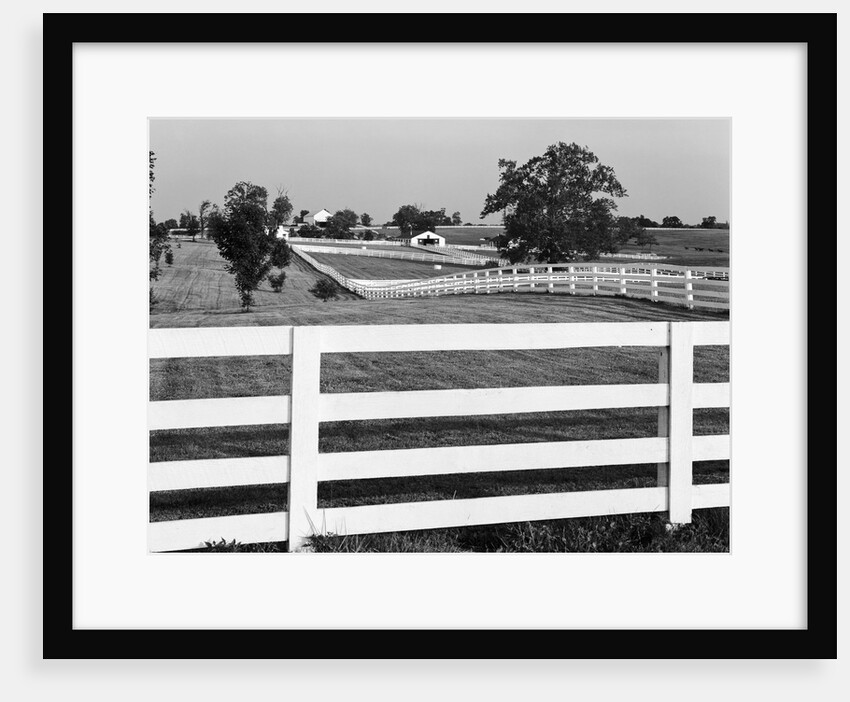 Lexington Horse Farms by Anonymous
