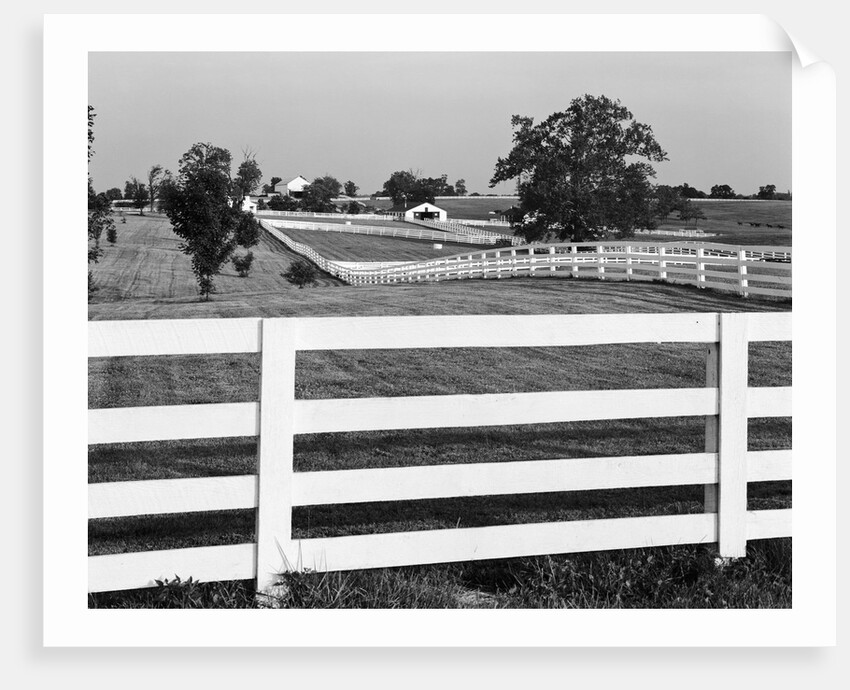 Lexington Horse Farms by Anonymous