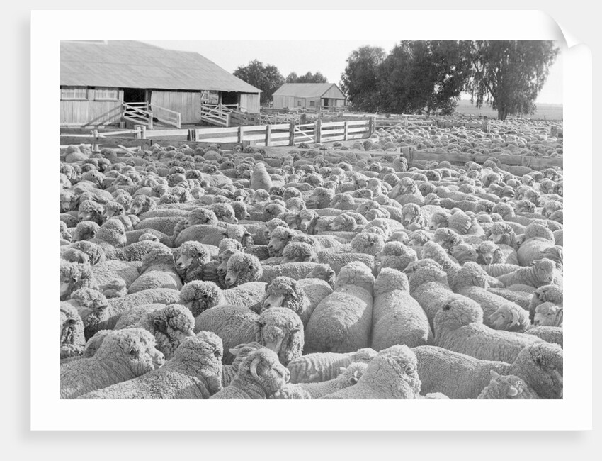 View of a Sheep Ranch in Australia by Anonymous