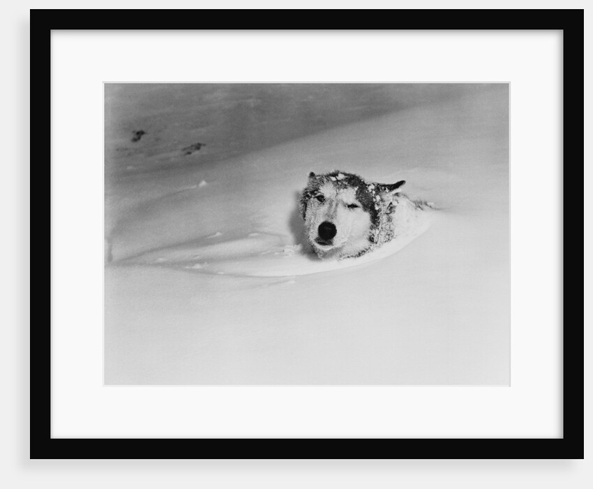 Husky Sleeping in Snowdrift by Anonymous