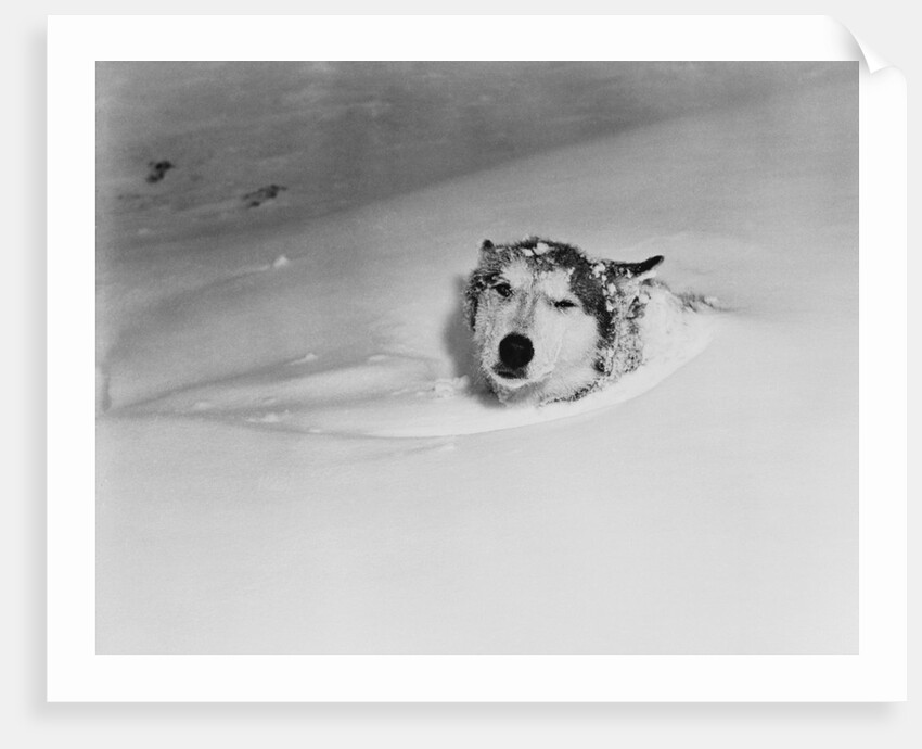 Husky Sleeping in Snowdrift by Anonymous