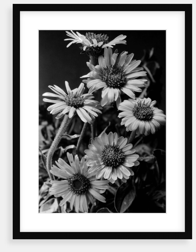Cluster of Daisies by Anonymous