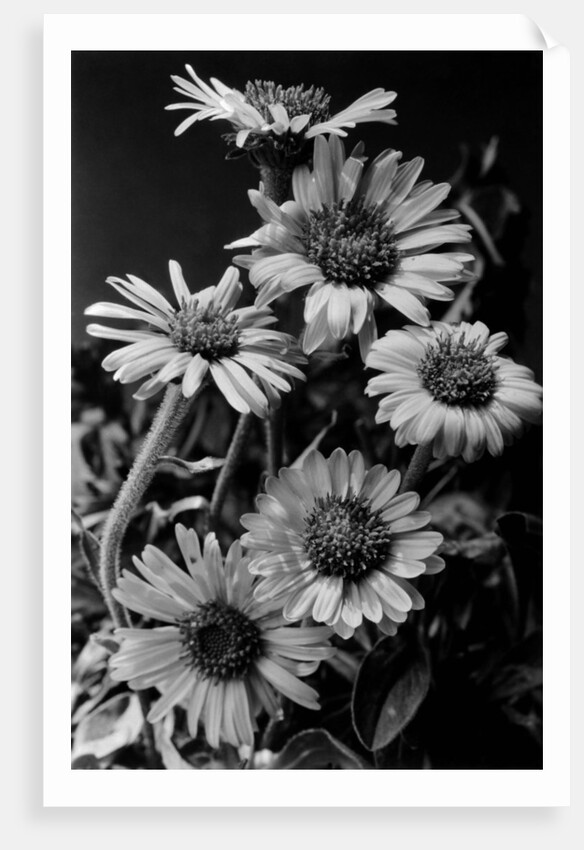 Cluster of Daisies by Anonymous